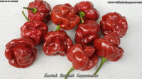Scotch Bonnet Cappuccino - Pepper Seeds - White Hot Peppers